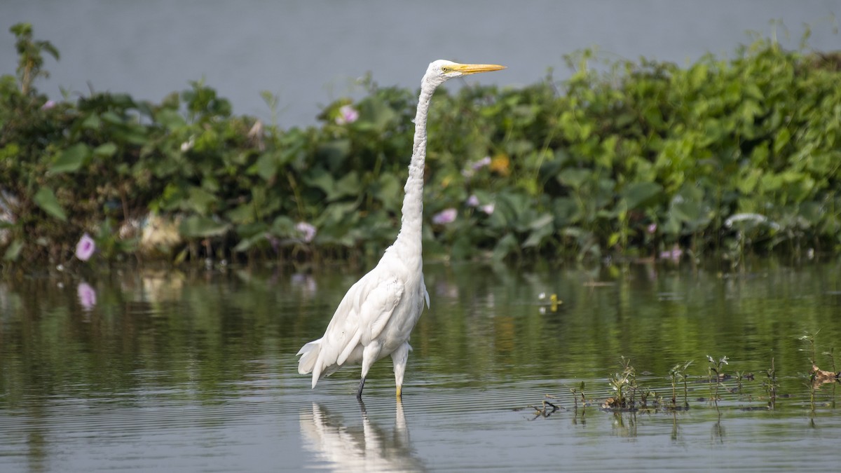 Grande Aigrette - ML645707341