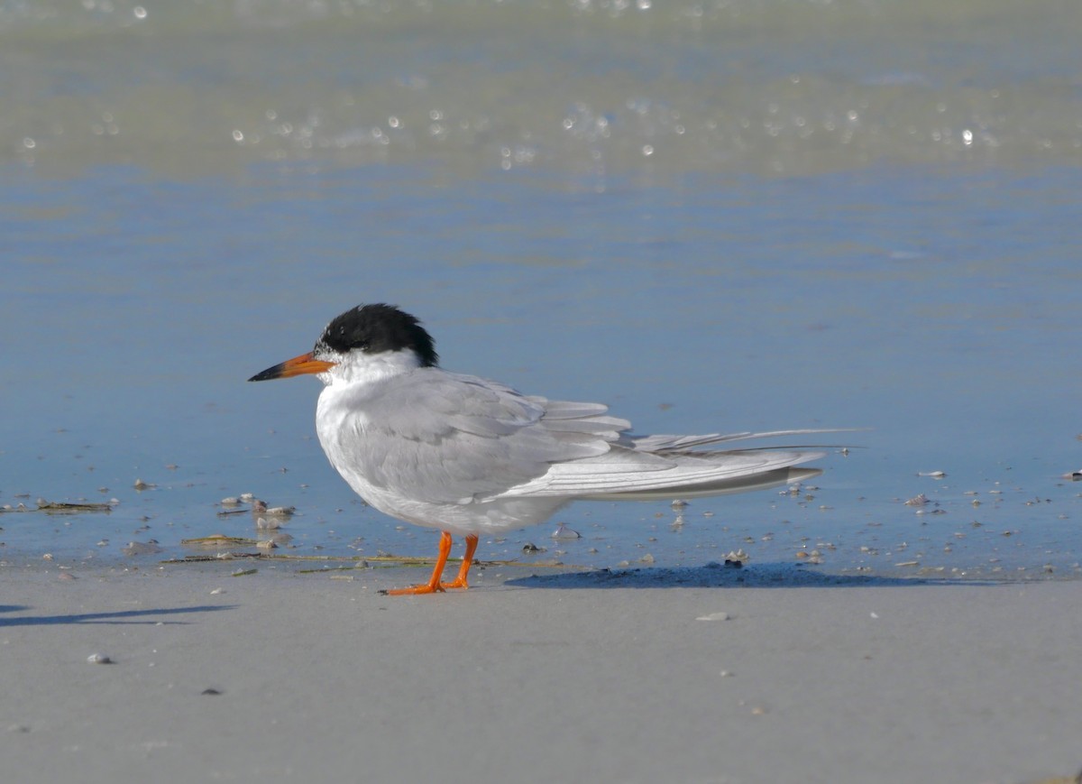 Sterne de Forster - ML645707342