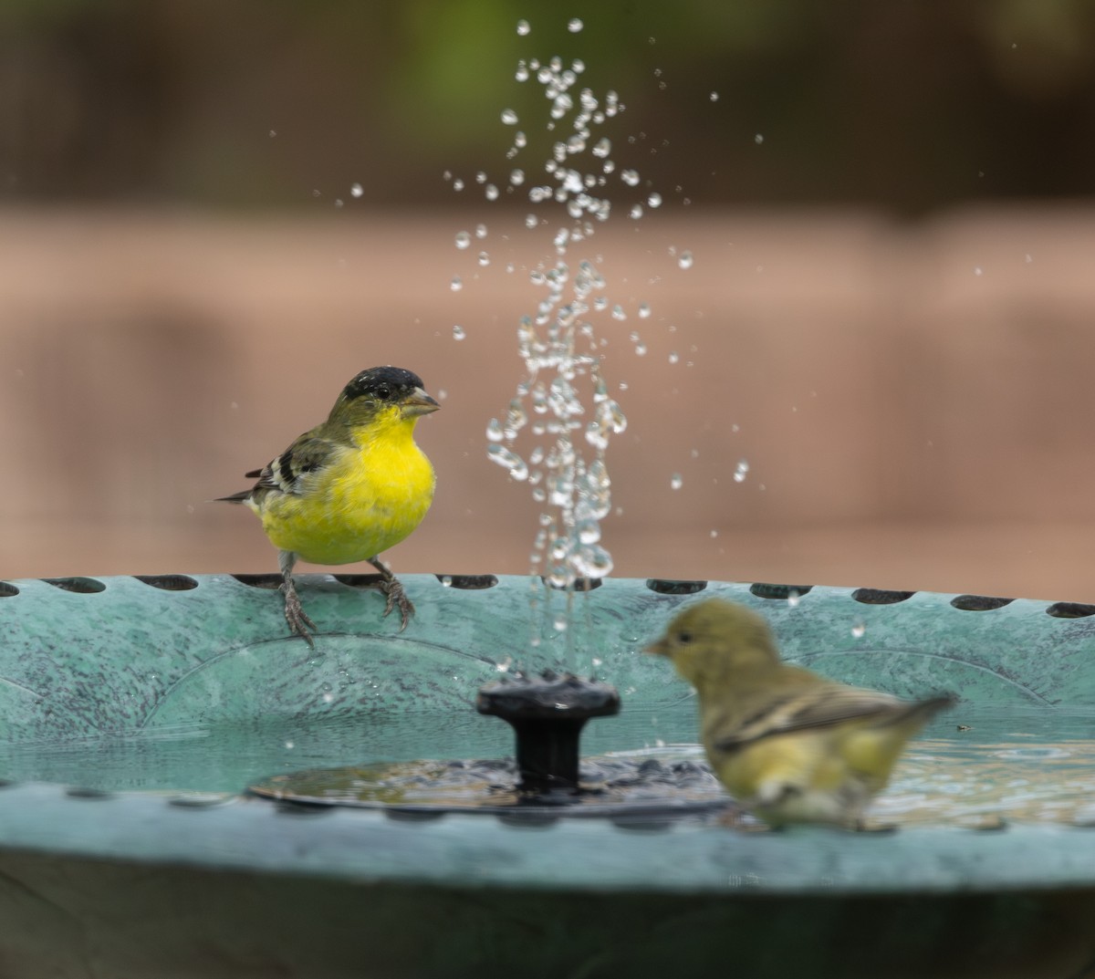 Chardonneret mineur - ML645707344