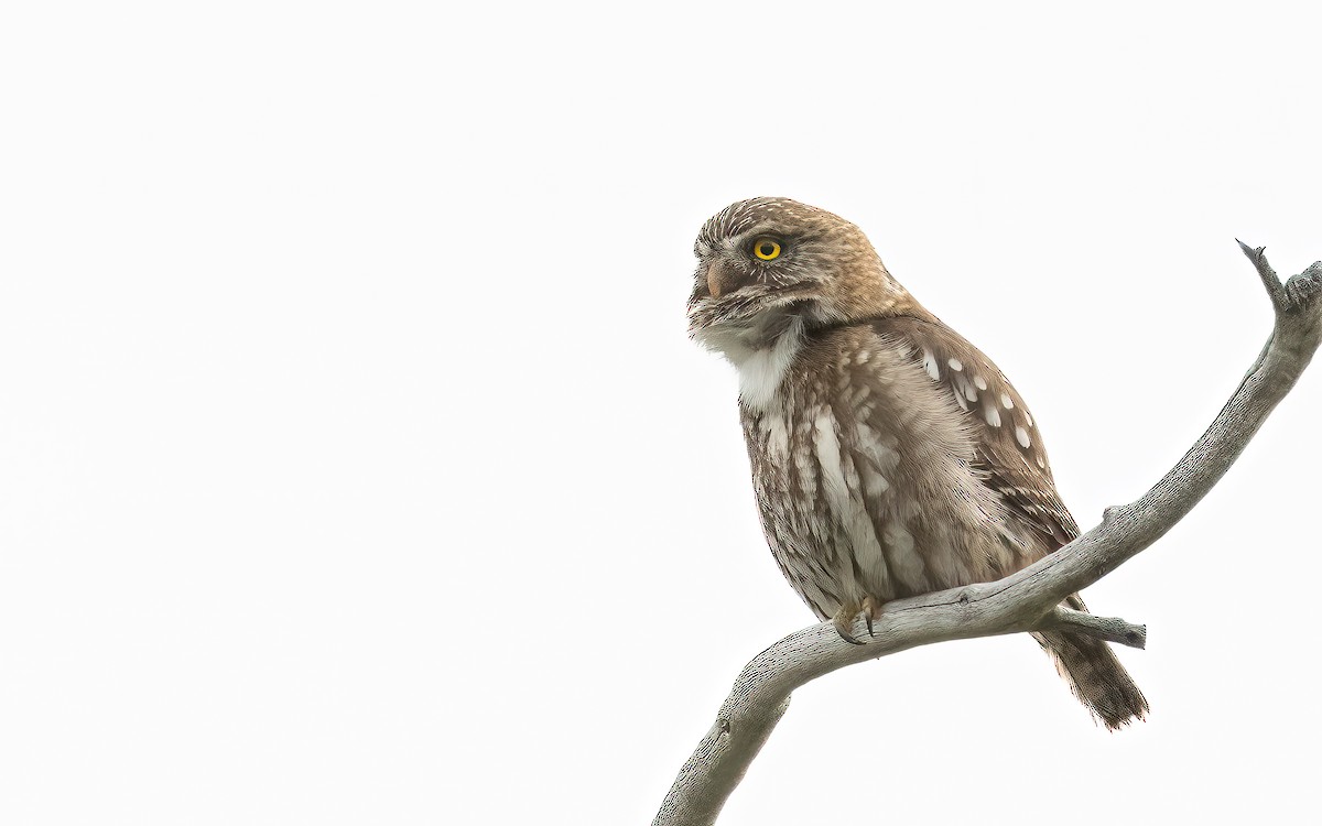 Chevêchette australe - ML645707345