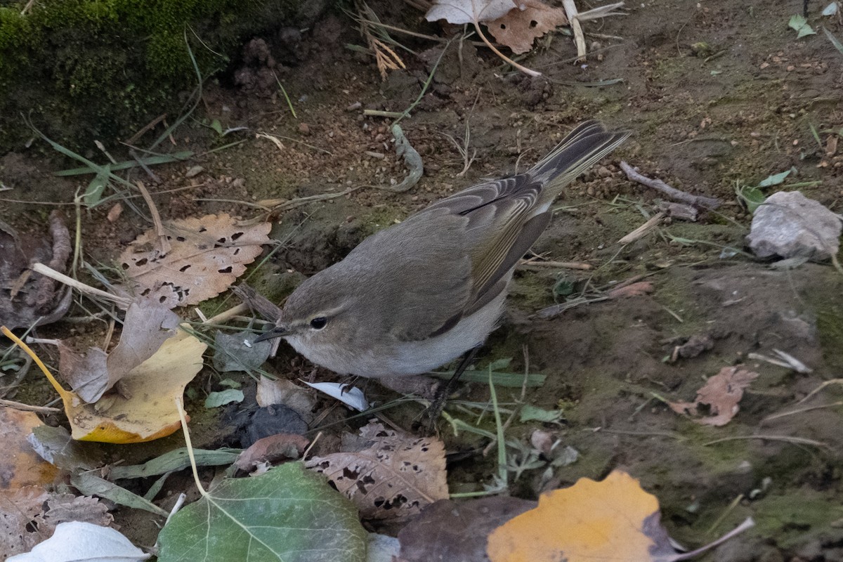 Common Chiffchaff (Siberian) - ML645707352