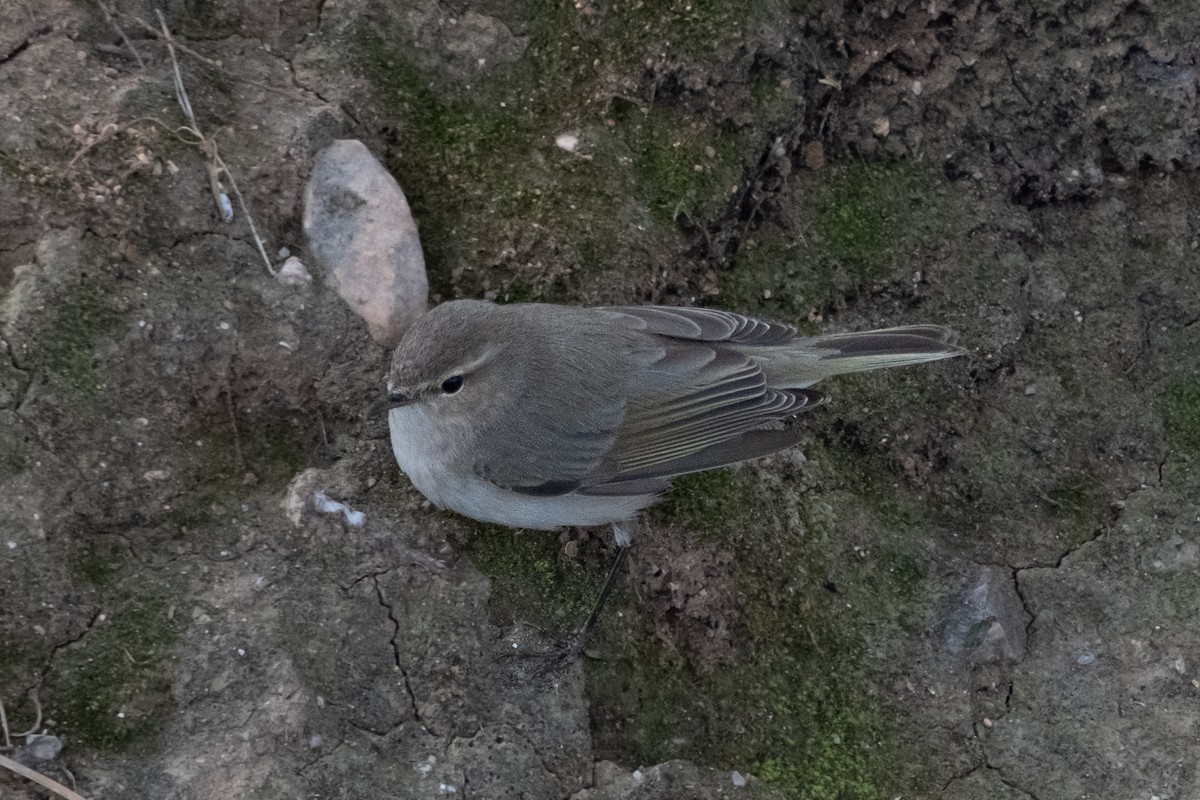Common Chiffchaff (Siberian) - ML645707353