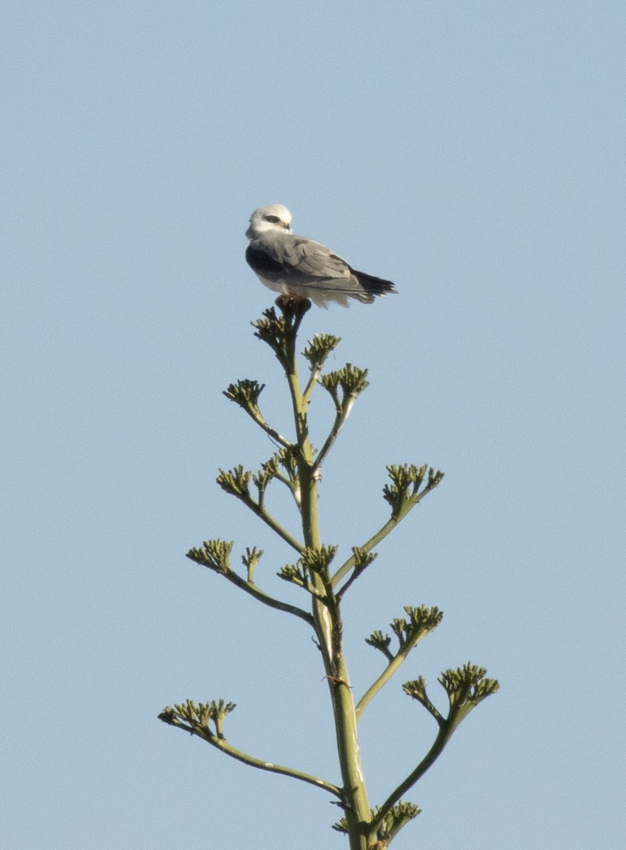 Black-winged Kite - ML645707355