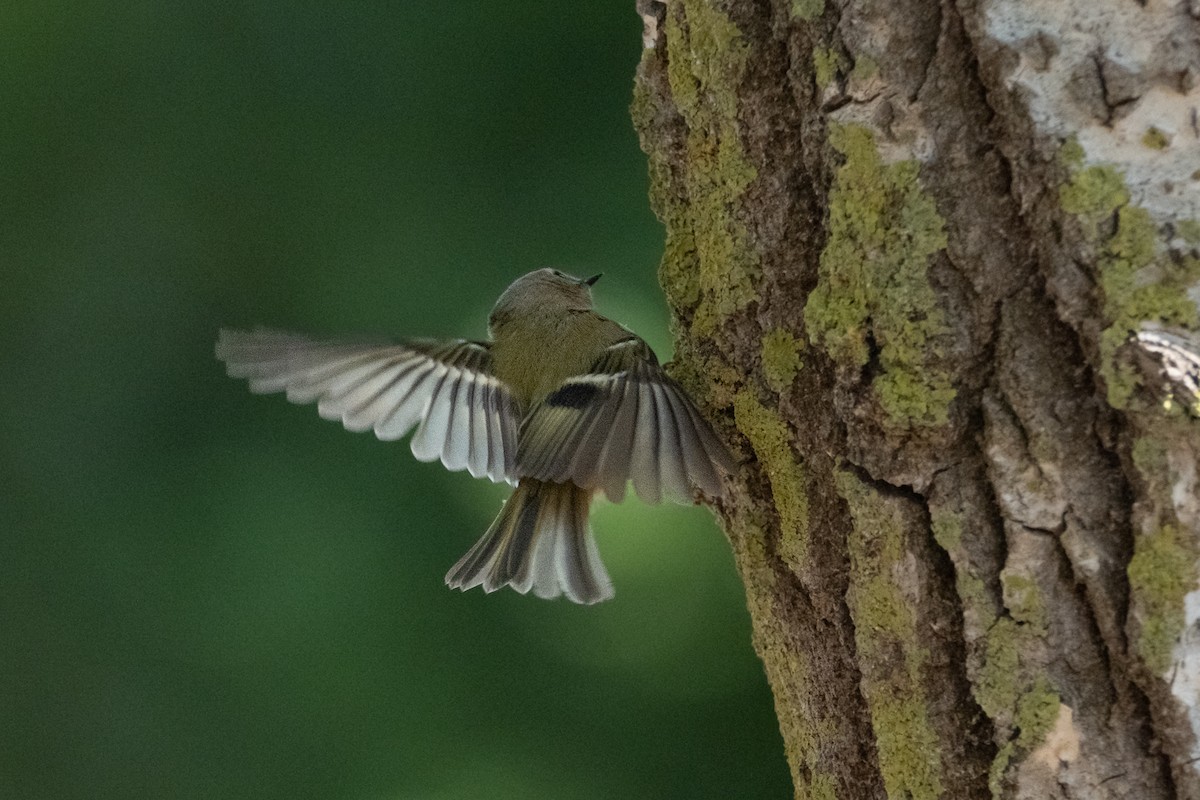 Goldcrest - ML645707359