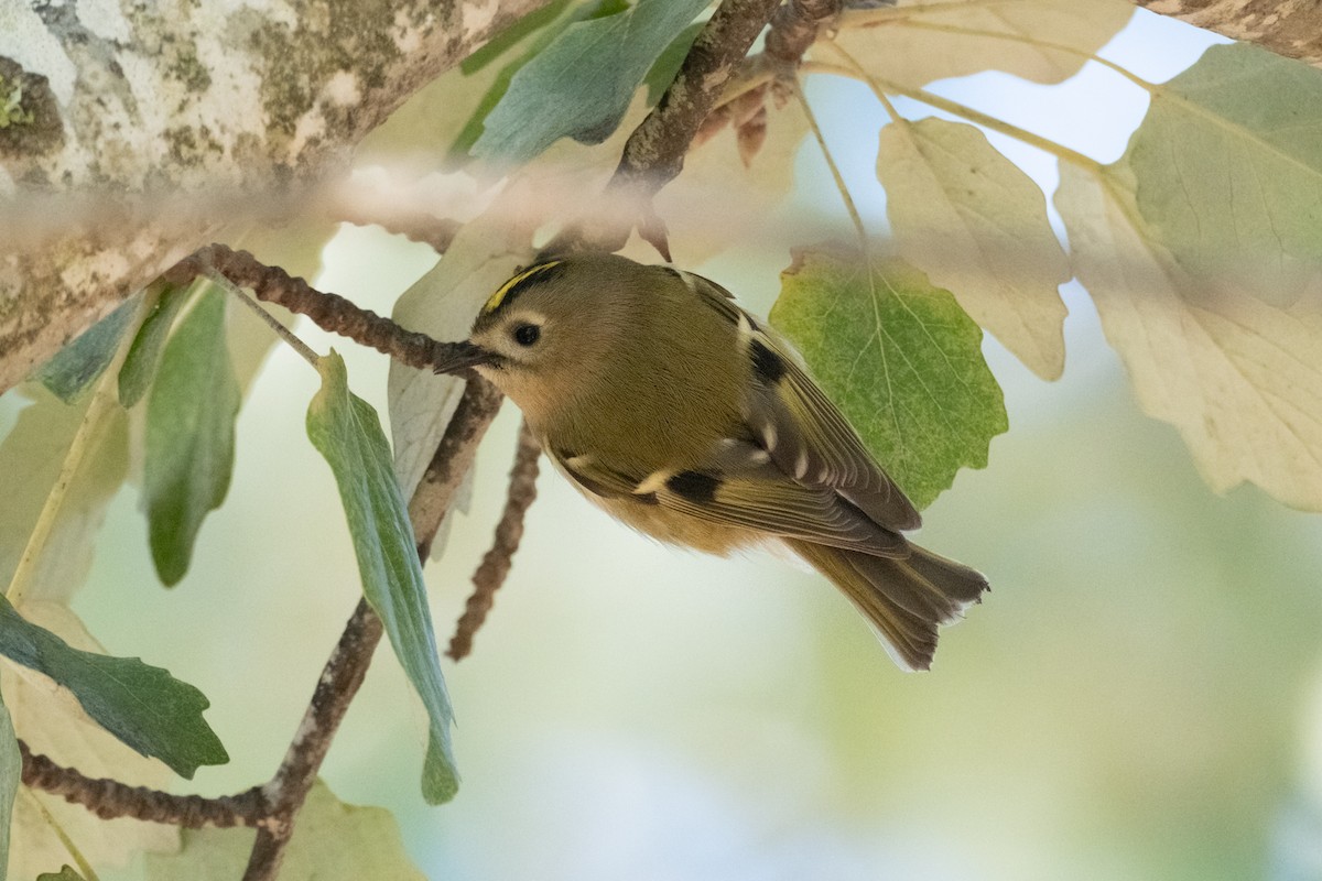 Goldcrest - ML645707360