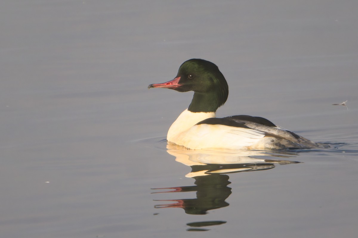 morčák velký - ML645707361