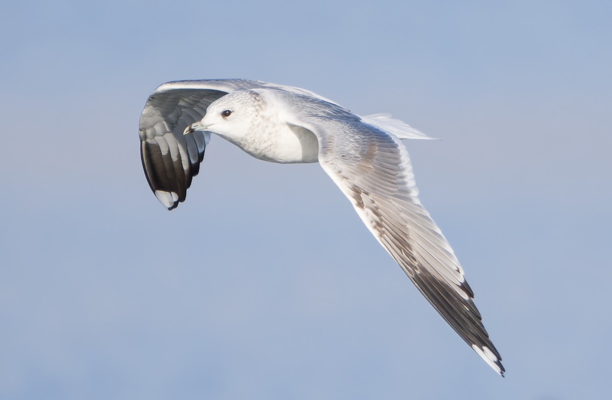 racek bouřní - ML645707370