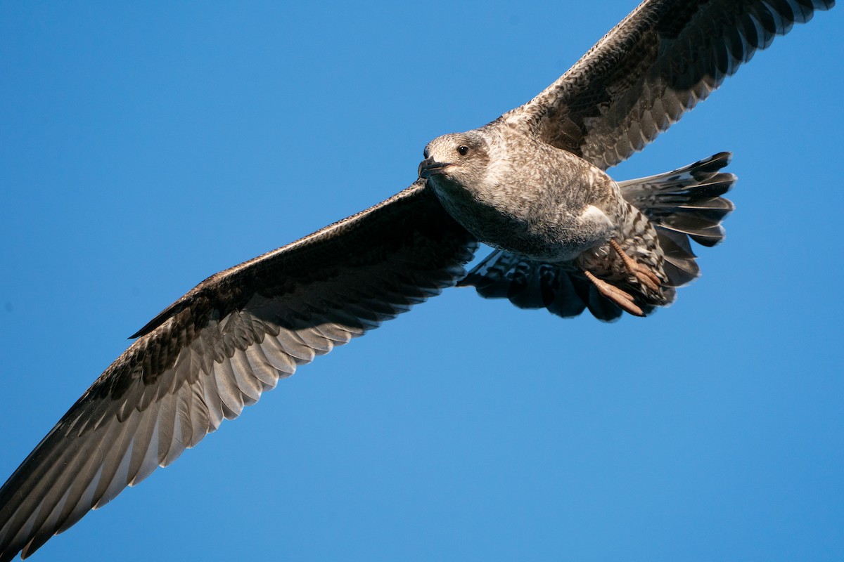 Мартин чорнокрилий - ML645707376