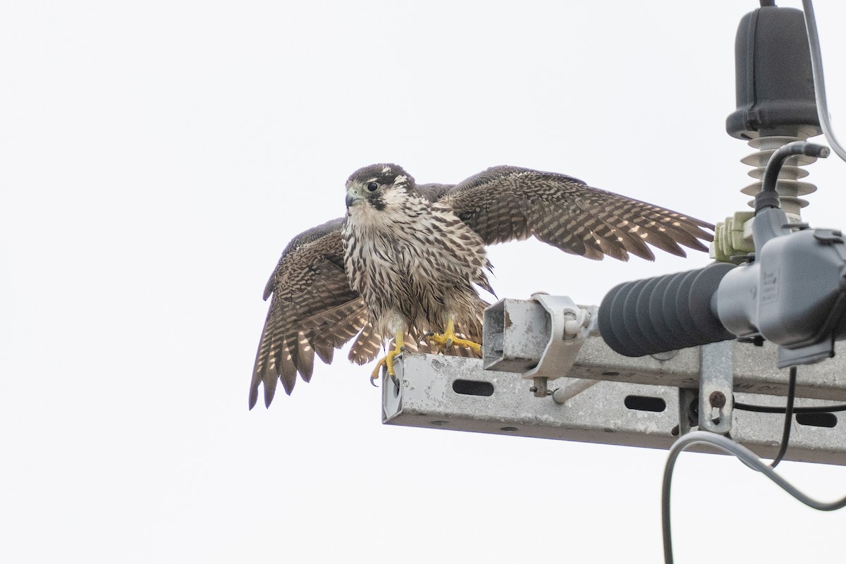 Сапсан - ML645707378