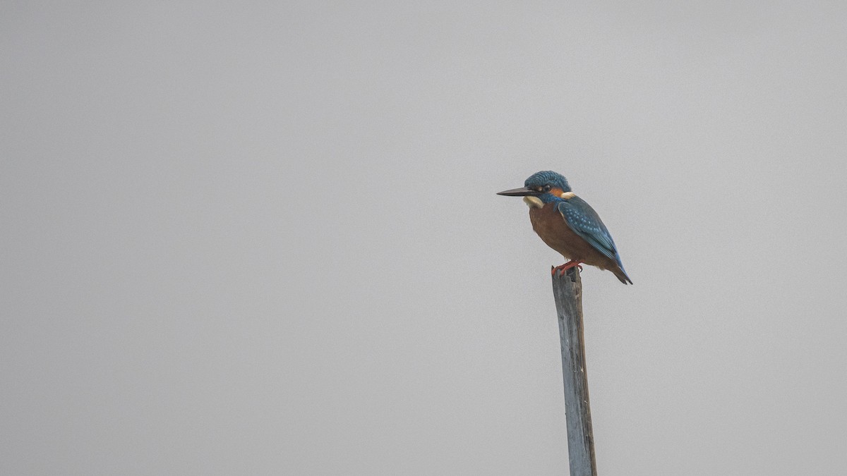 Рибалочка блакитний - ML645707379