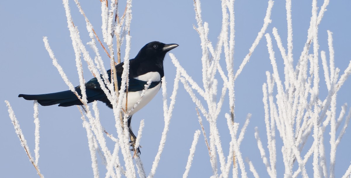 Сорока звичайна - ML645707391