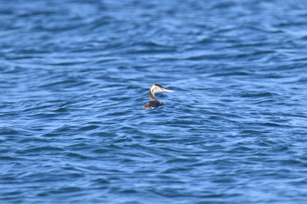 Пірникоза велика - ML645707395