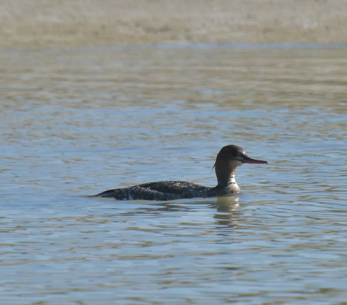 Крех середній - ML645707398