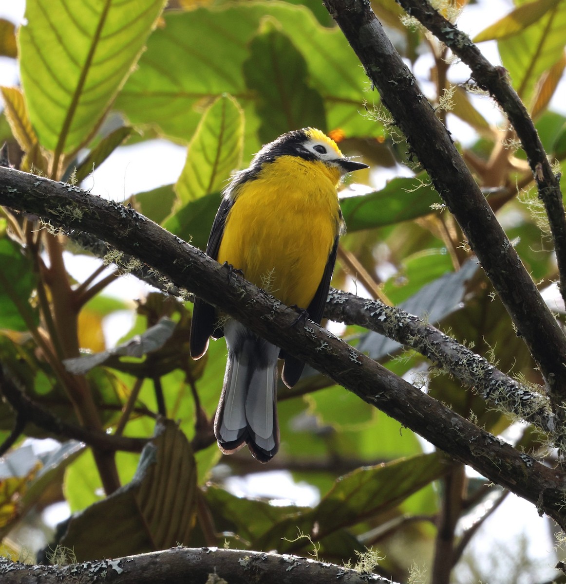 Чернітка золотолоба - ML645707399