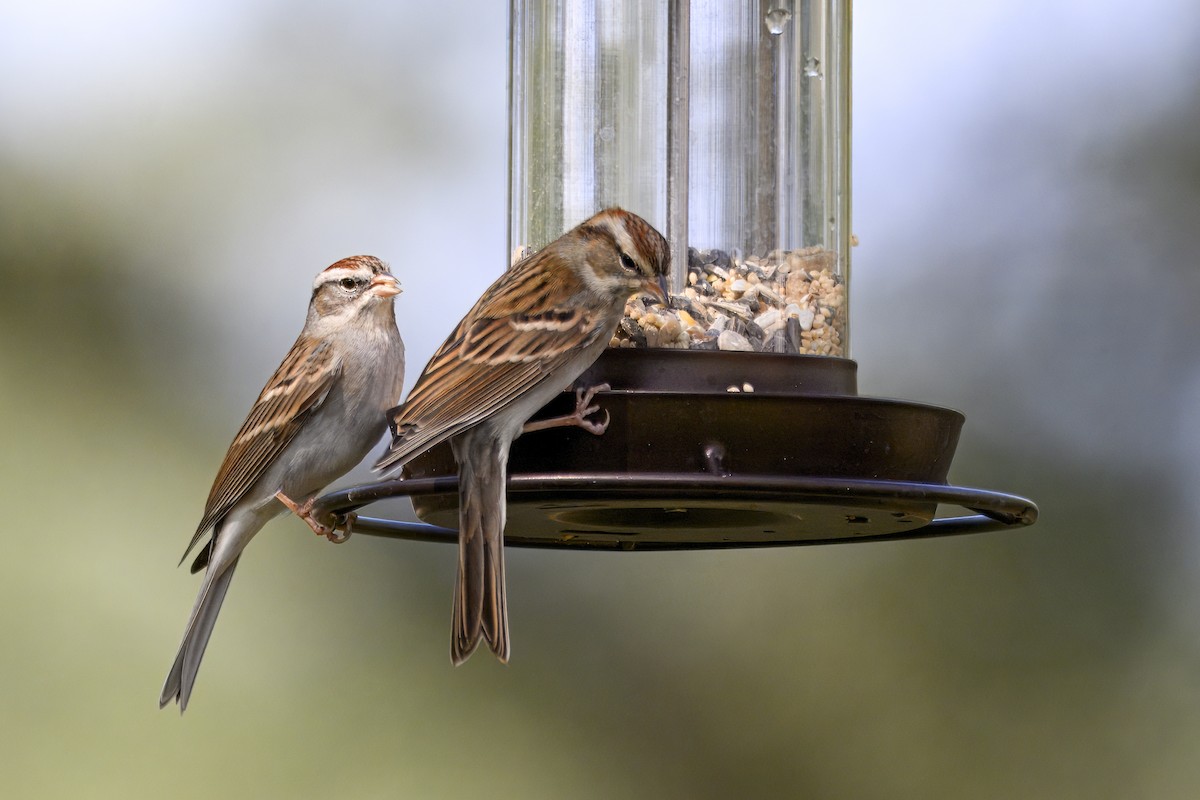 Карнатка білоброва - ML645707401