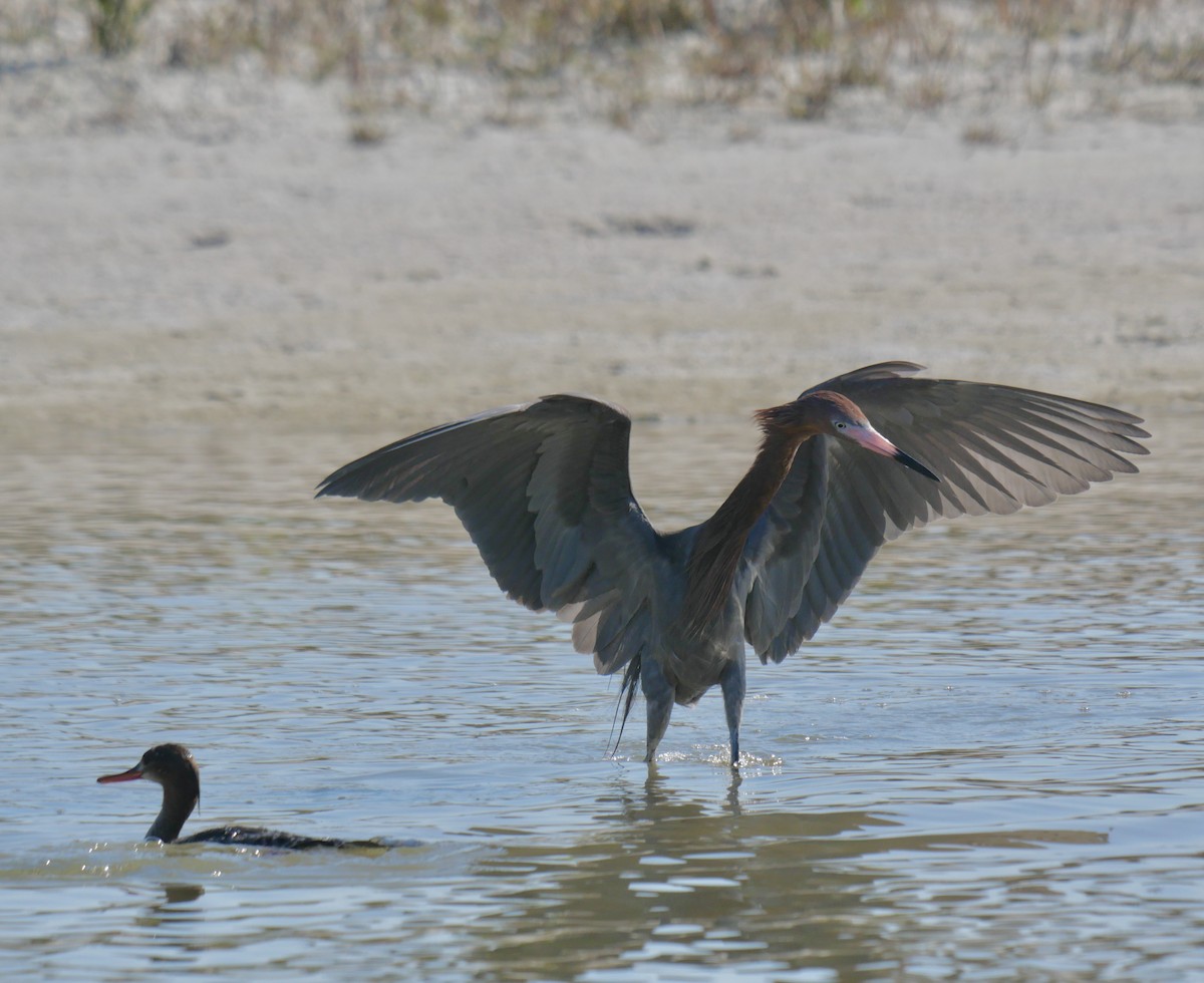 Чепура рудошия - ML645707408