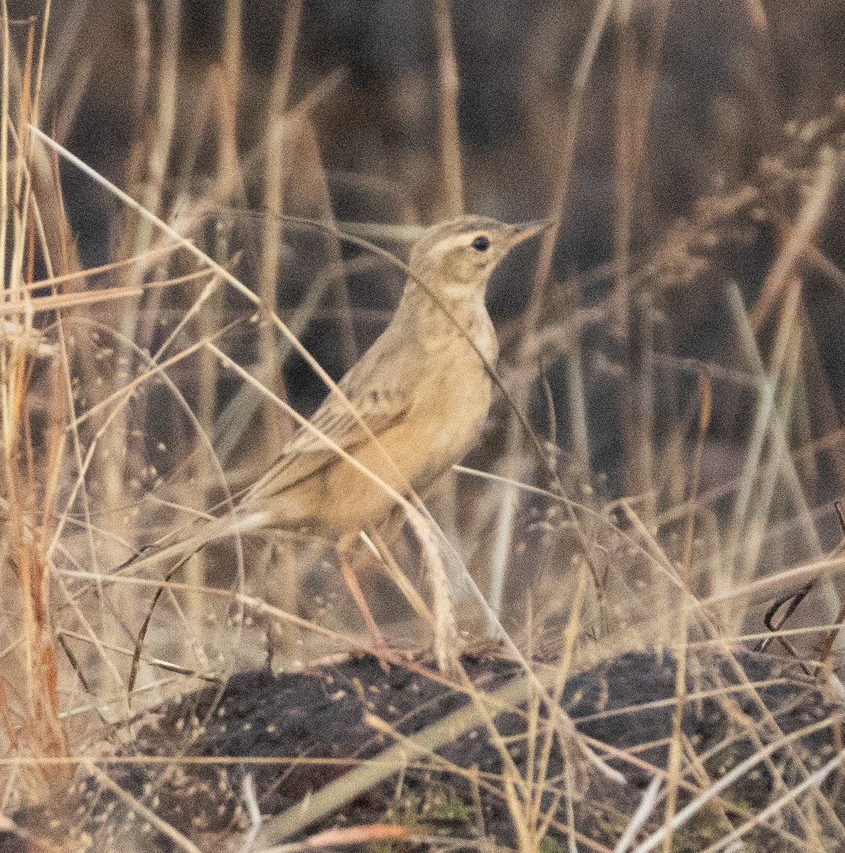 Зеленчик золотолобий - ML645707410