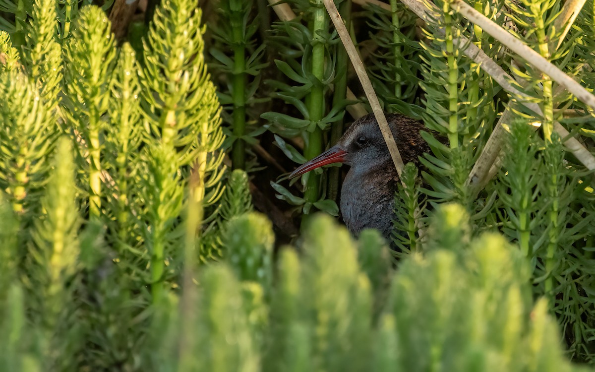 Пастушок патагонський - ML645707411