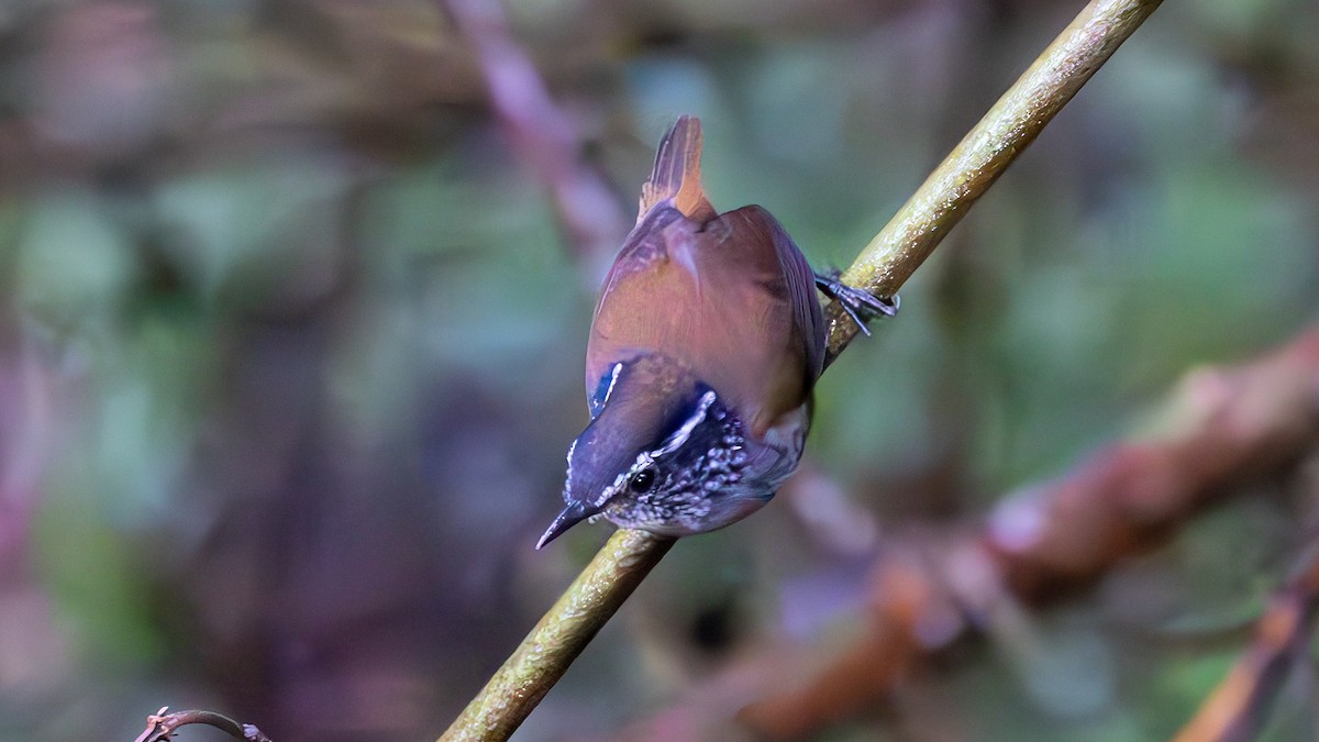 Тріщук сіроволий - ML645707412