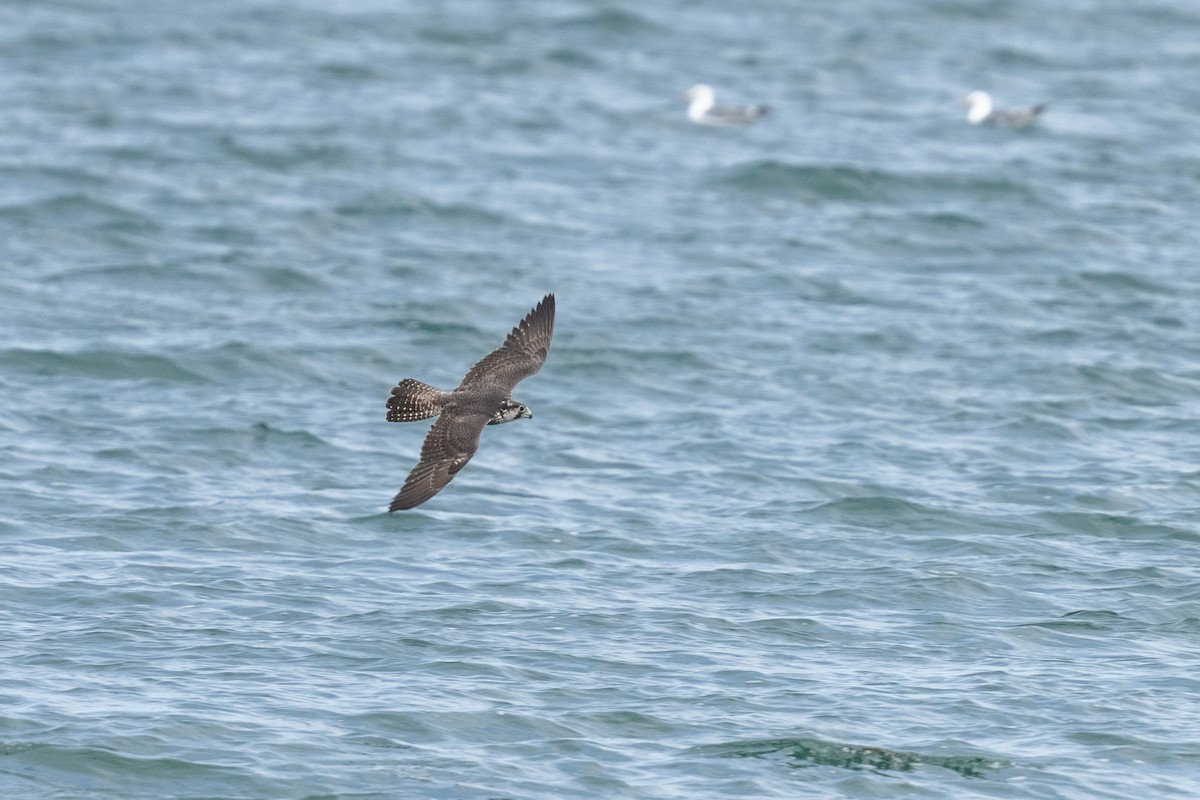 Сапсан - ML645707413