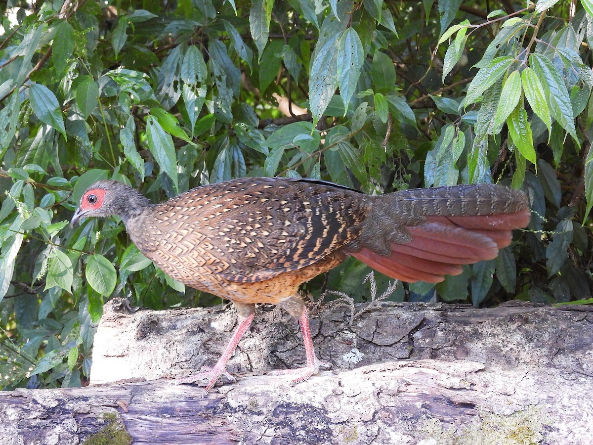 Лофур тайванський - ML645707416