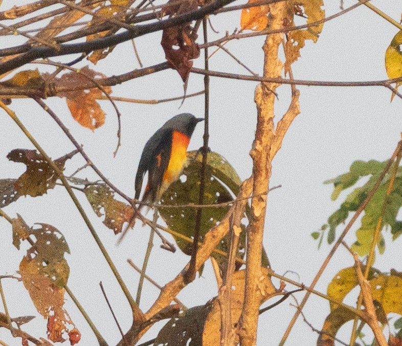 Личинкоїд малий - ML645707419