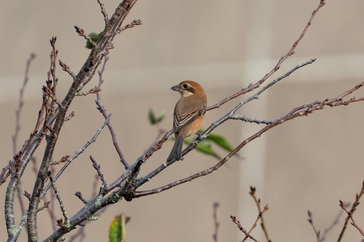 Сорокопуд японський - ML645707420