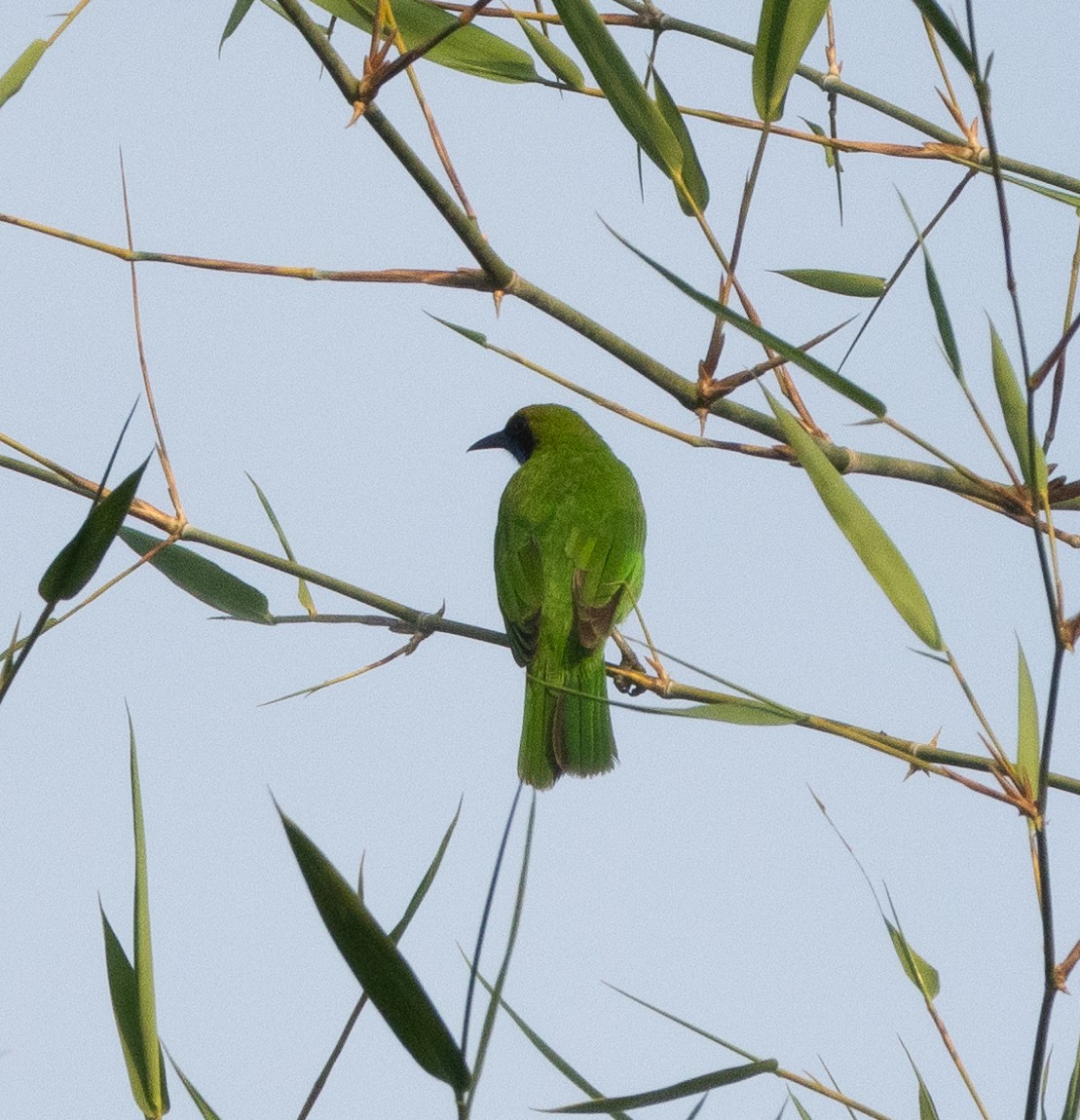 Золотолобая листовка - ML645707431