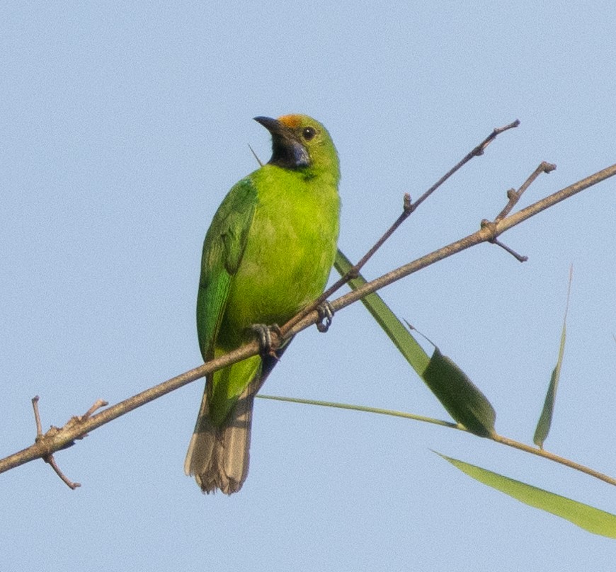 Золотолобая листовка - ML645707432