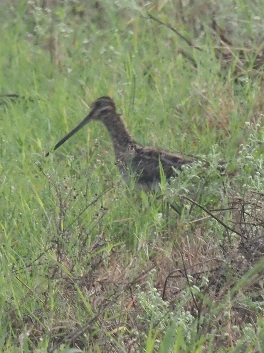 Wilson's Snipe - ML645707434