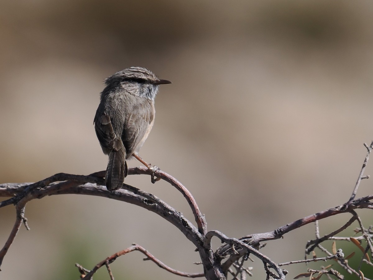 Scrub Warbler - ML645707435