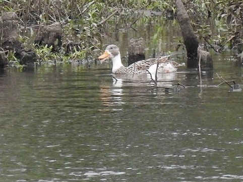 kachna skvrnozobá - ML645707438