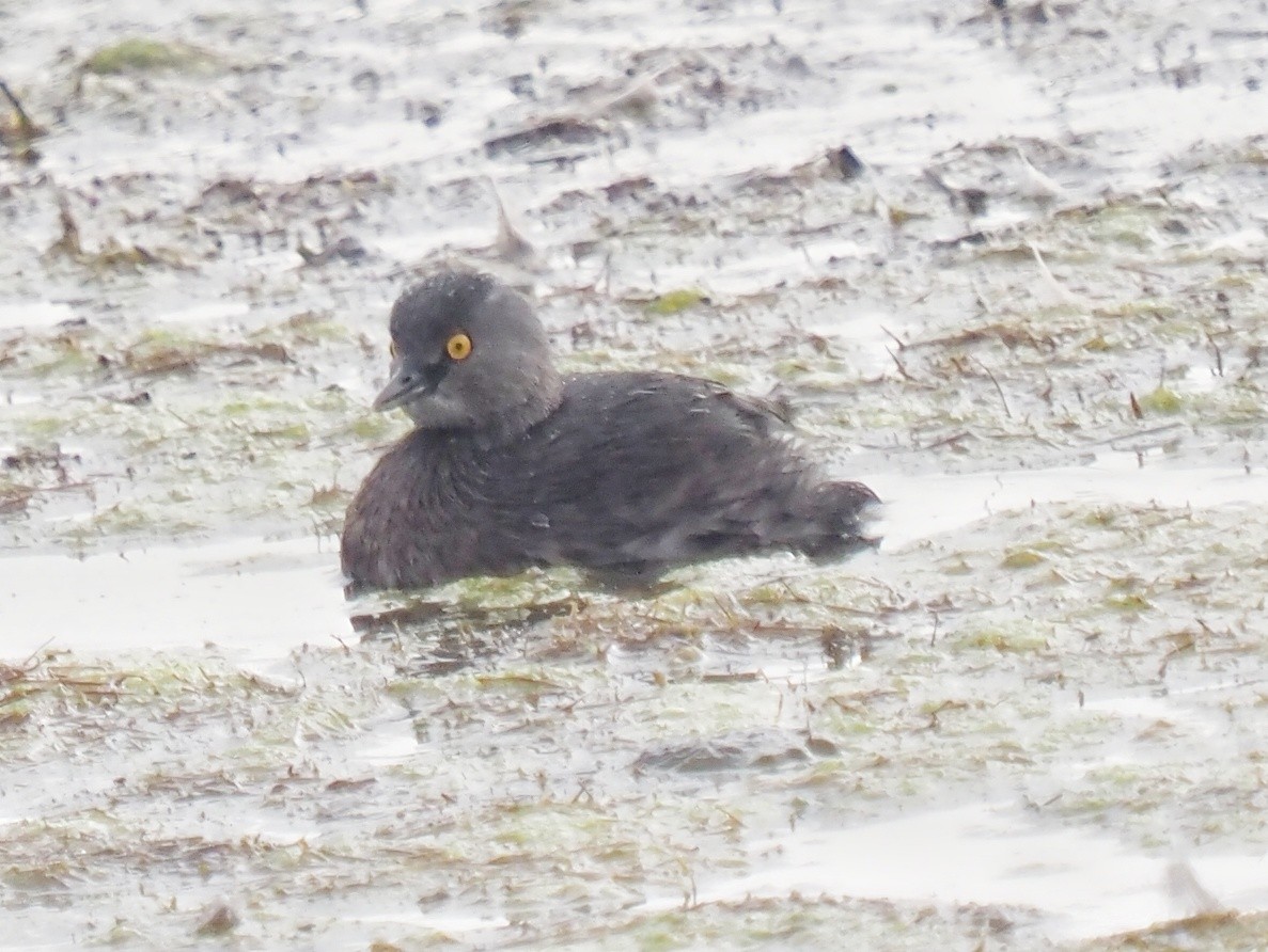 Least Grebe - ML645707441