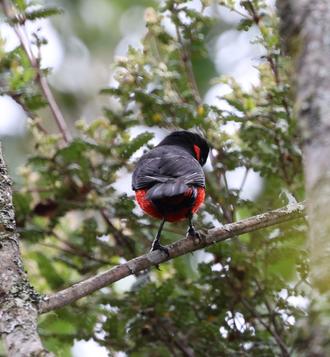 Scarlet-bellied Mountain Tanager - ML645707447