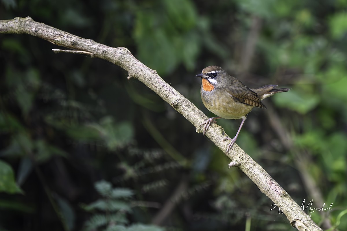 Siberian Rubythroat - ML645707451