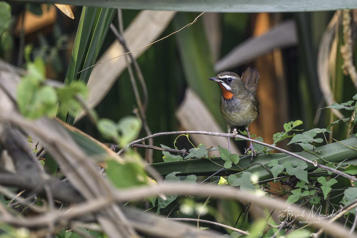 Siberian Rubythroat - ML645707452