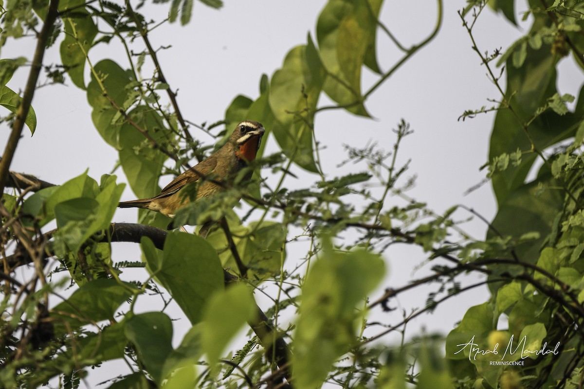 Siberian Rubythroat - ML645707455
