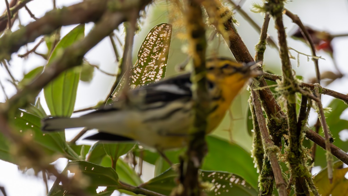 Blackburnian Warbler - ML645707460