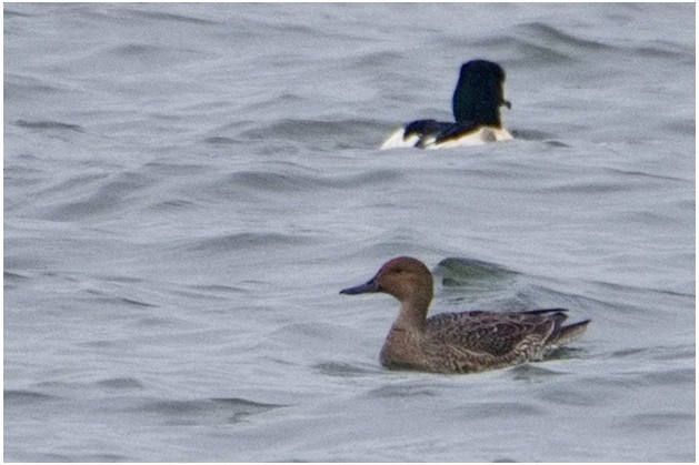 Northern Pintail - ML645707463