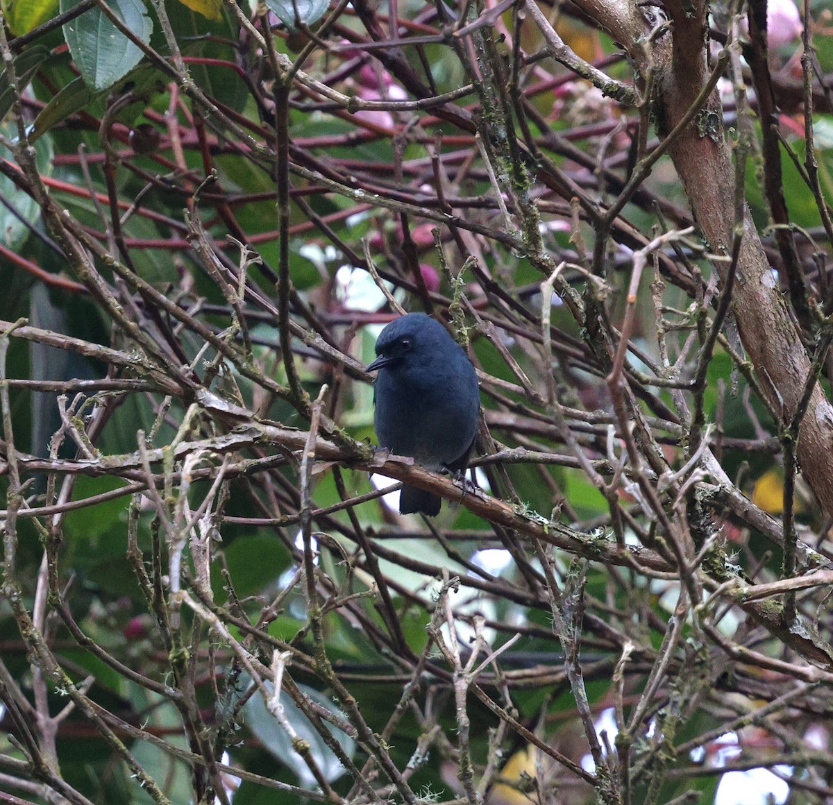 Bluish Flowerpiercer - ML645707464