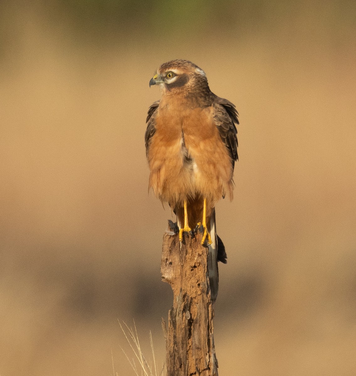 Montagu's Harrier - ML645707465