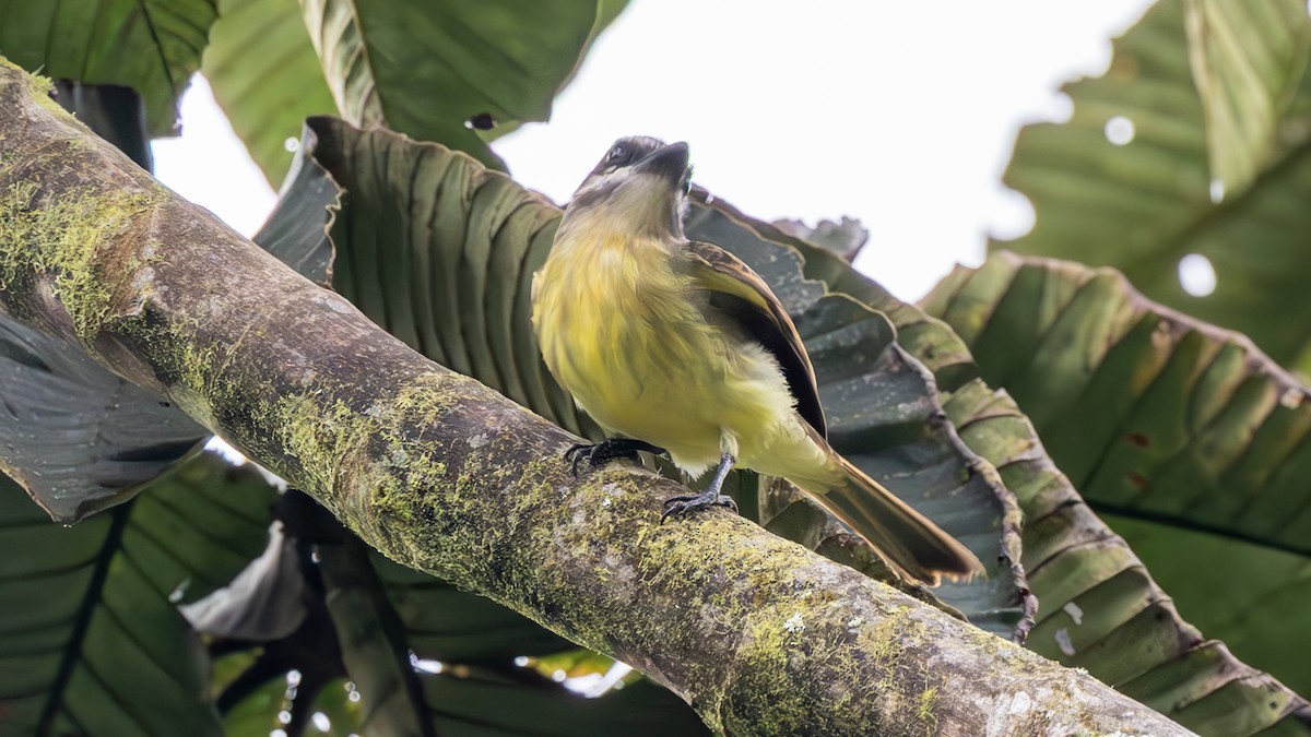 Golden-bellied Flycatcher - ML645707466