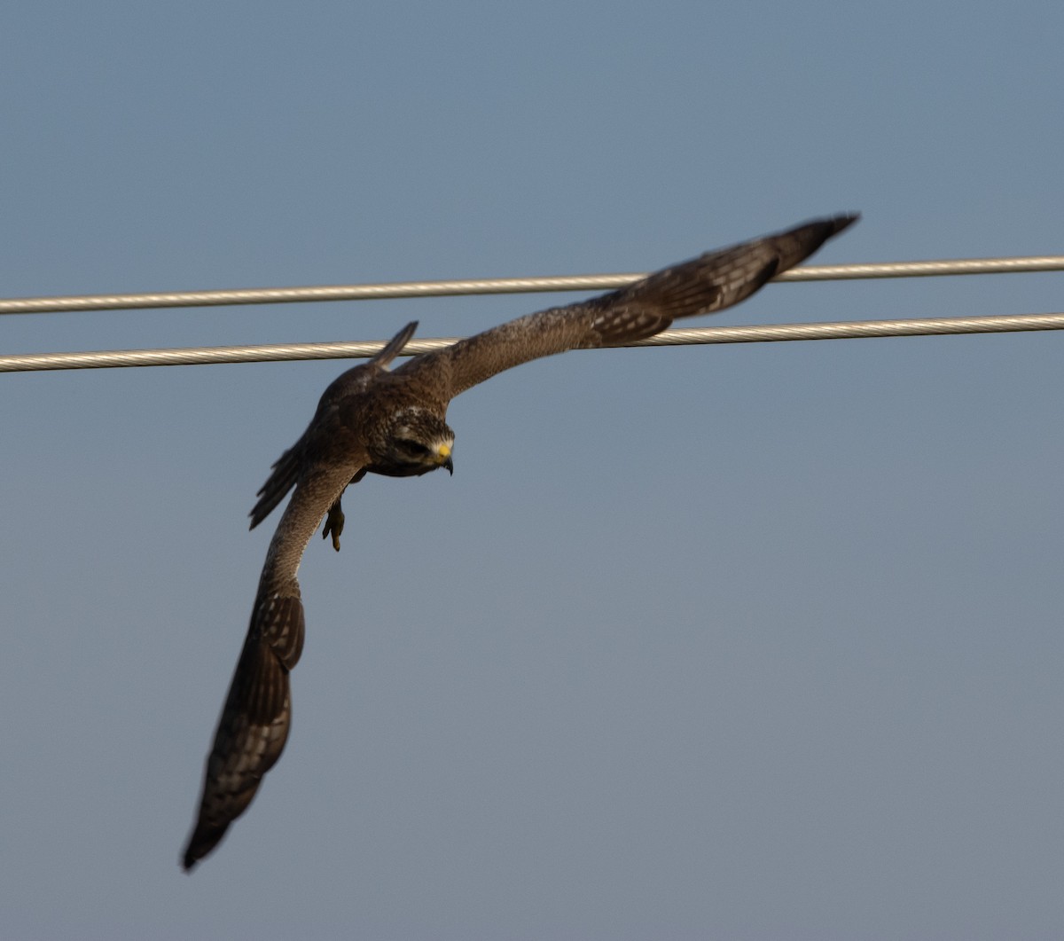 White-eyed Buzzard - ML645707469