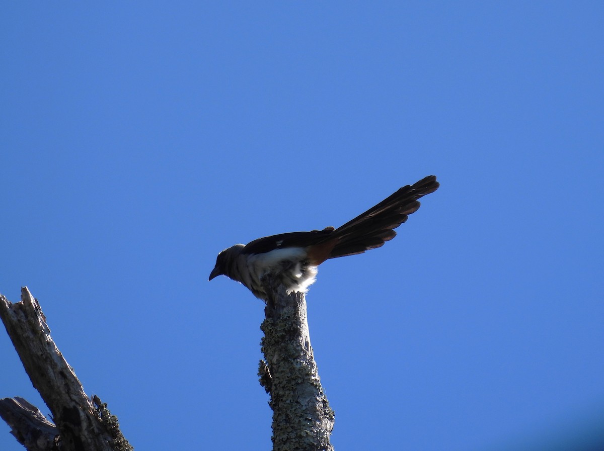 樹鵲 - ML645707470