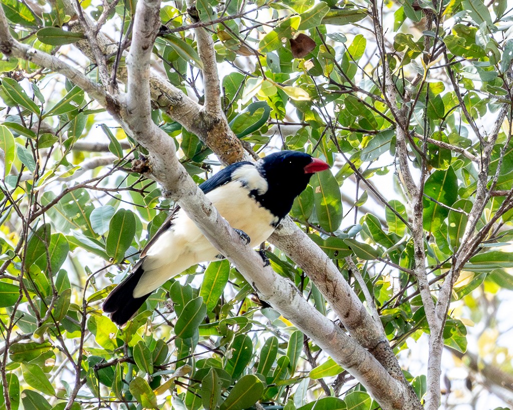 Red-billed Pied Tanager - ML645707472