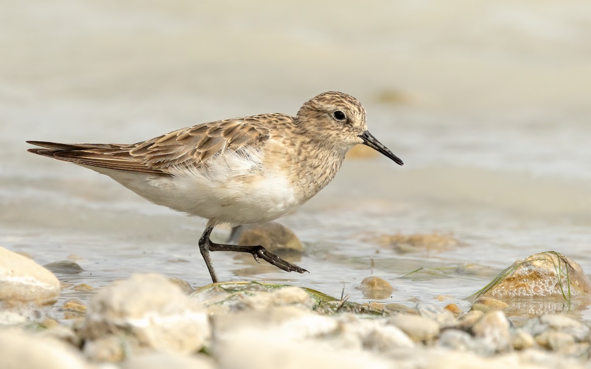 Baird's Sandpiper - ML645707473
