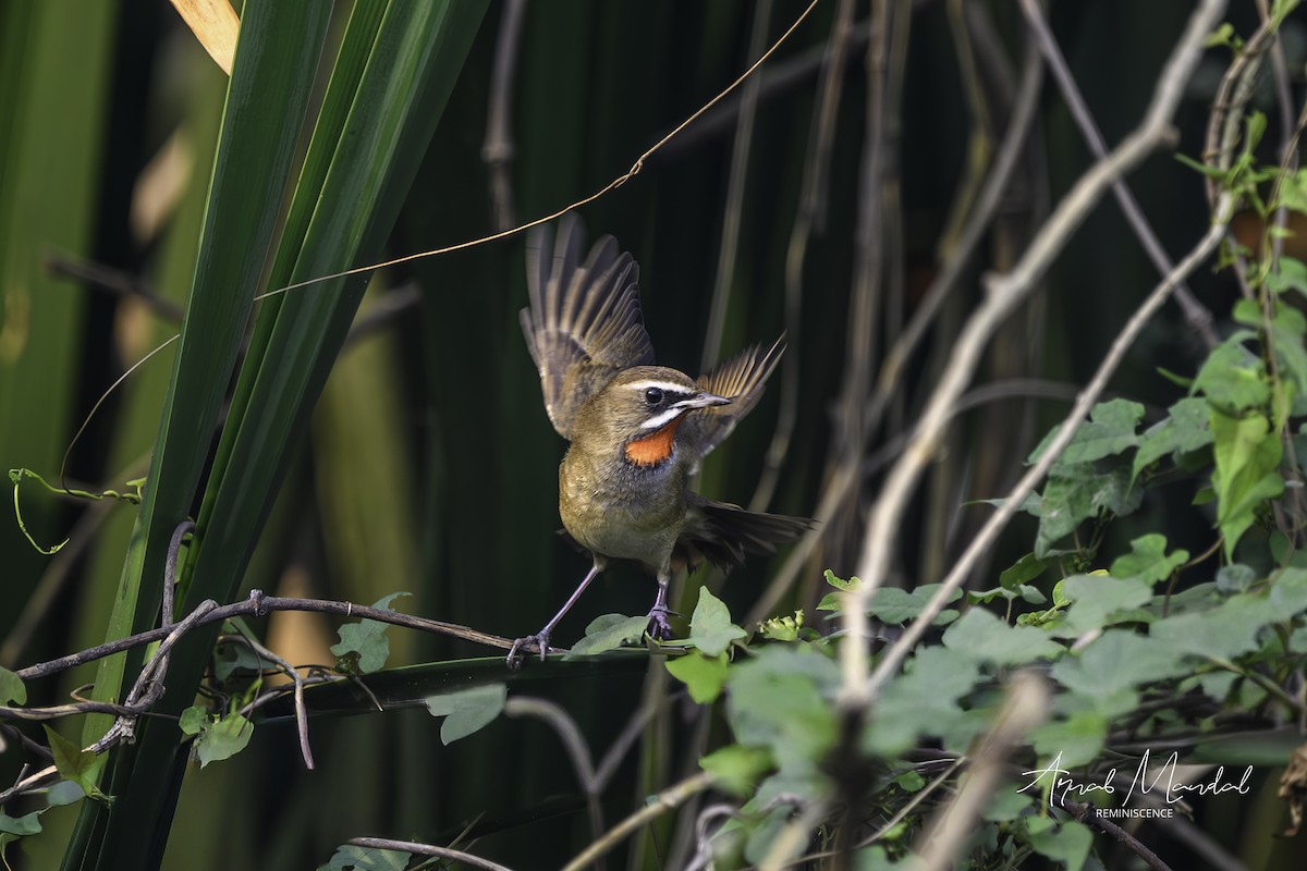 野鴝 - ML645707474