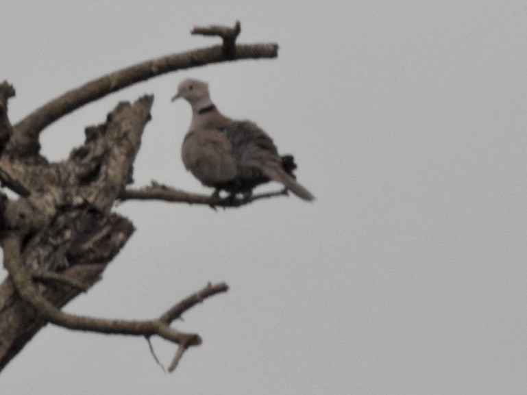 hrdlička zahradní - ML645707476