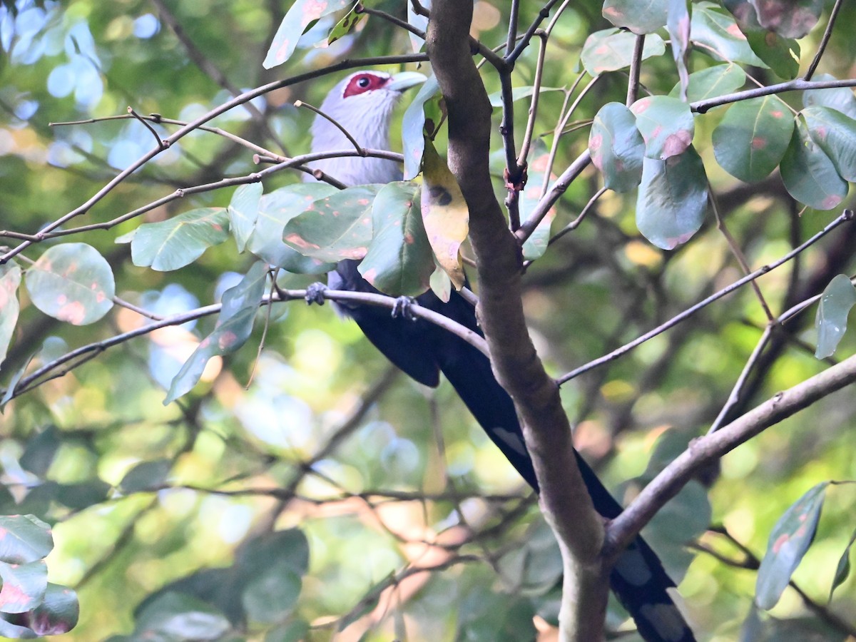 Green-billed Malkoha - ML645707478