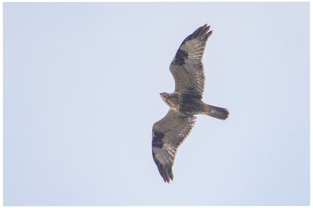 毛足鵟 - ML645707479